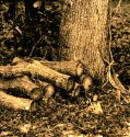 Wood Pile