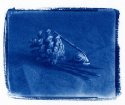 Pine Cone & Snail Shell