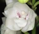 More From The Orchid Center