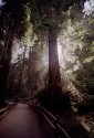 Backlit Redwood, Muir Woods