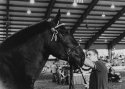 Percheron