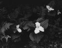 Shaded Trillium