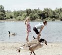 American Geese