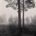 "early Morning Mist"