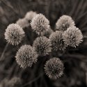 Chives