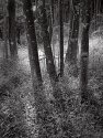 Trees Behind Nanny's