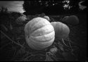 Pumpkin Pinhole (rear View)