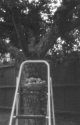 Prunes Pinhole Photo