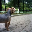 My Dog