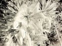 Lith Lily