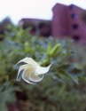 Datura 1