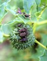 Datura 2