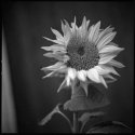 Sunflower I