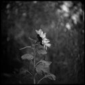 Sunflower II