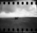Dartmoor Cow