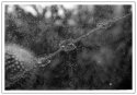 Broken Glass