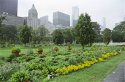 City Farm