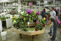 Chicagoland Orchid Festival