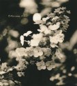 Viburnum Bloom