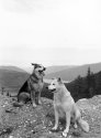 Queens Of The Mountain