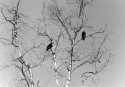 Turkey Vultures