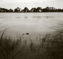 Gator In Pond