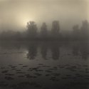 Morning Fog (print)