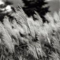 Grass