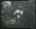 Pinhole Oleander