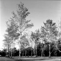 Birch Trees