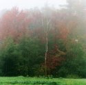 Birch