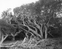 Los Osos Oaks, #1