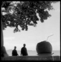 The coconut fruit