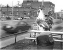 Chicken-on-the-way