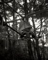 Monkey Nest