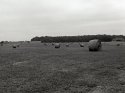 Pegesis-farm2 850x632