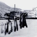 Drying Fish; Djupavik, Iceland