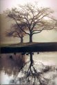 MSA: Foggy Morning In The Park