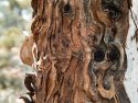 Ripples In The Bark1