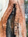 Tree Scar 1