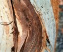 Tree Trunk 1