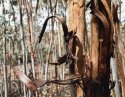 Trees Busy !