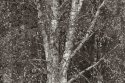 Autumn birch tree