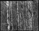 Alders in early spring