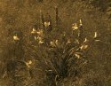 Lilies in sommer grass