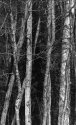 Birch tree, Alder end Spruce, early spring