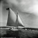Bay Lady