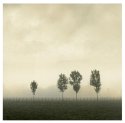 Four Trees In The Mist