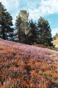 Lupines And Poppies