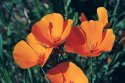Poppies